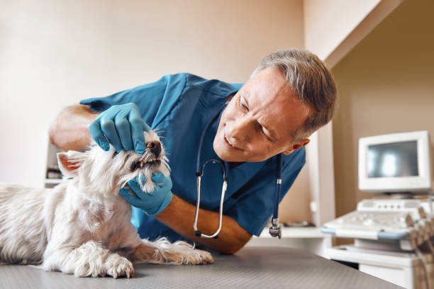 Best Walk-In Emergency Dentist in Zelienople, PA